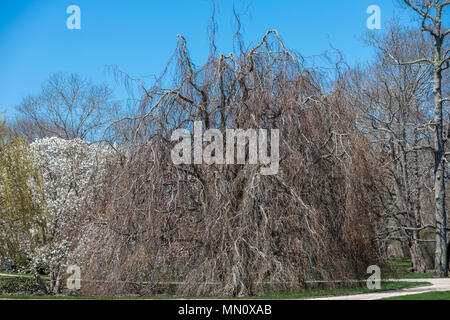 Eine erstaunliche älteren Baum unter anderen Jüngeren und verschiedene Arten von Bäumen in der Landschaft Stockfoto