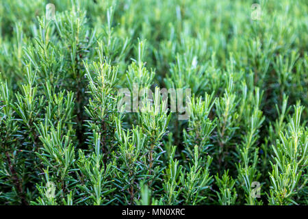 Ein Feld von frischem Grün Rosmarin wächst Stockfoto