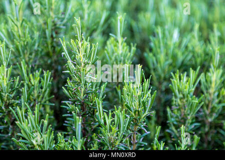 Ein Feld von frischem Grün Rosmarin wächst Stockfoto