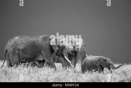 Gruppe Elefanten in der Savanne. Afrika. Tansania. Serengeti National Park. Stockfoto