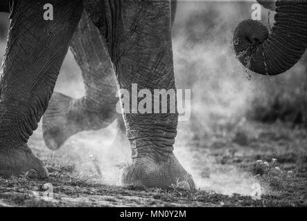 Beine und Rumpf Elefant in Staub. Close-up. Afrika. Afrika. Tansania. Serengeti. National Park. Stockfoto