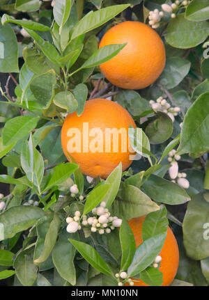 Nahaufnahme der Cutter nucellar Valencia Orangen, Blütenknospen, 'Citrus sinensis" mit reifen Früchten. Stockfoto