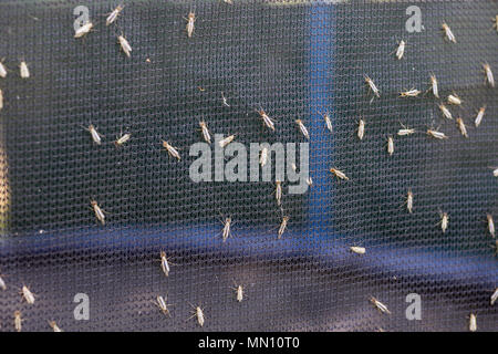 Menge Mücken oder mosquiotos sitzen auf schwarz Schutz Insektenschutz. Chironomus plumosus Stockfoto