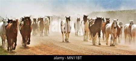 Herde von Pferden Stockfoto