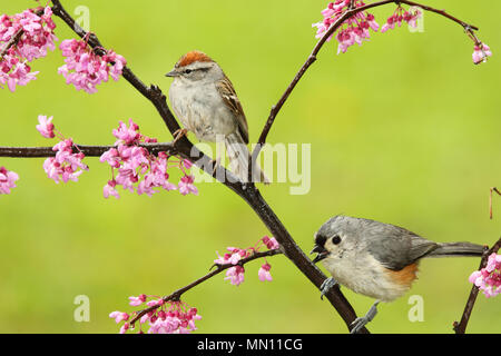Ein chipping Sparrow und Nadelflorgewebe Meise zusammen in einem Redbud Baum im Frühling thront. Stockfoto
