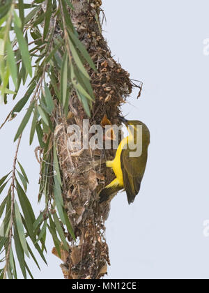 Weibliche Yellow-bellied Sunbird oder Olive-backed Sunbird (Nectarinia jugularis oder Cinnyris jugularis) ihre Küken füttern mit offenem Schnabel im Nest, weit Nort Stockfoto