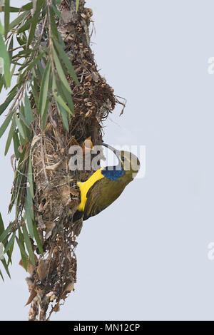 Männliche Yellow-bellied Sunbird oder Olive-backed Sunbird (Nectarinia jugularis oder Cinnyris jugularis) am Nest mit betteln Küken, Far North Queensland, QL Stockfoto