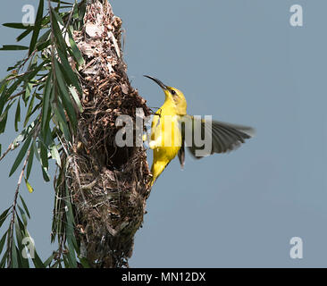 Weibliche Yellow-bellied Sunbird oder Olive-backed Sunbird (Nectarinia jugularis oder Cinnyris jugularis) mit offenen Flügeln im Nest, Far North Queensland, FNQ, Stockfoto