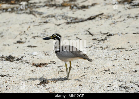 Strand Stein - Curlew (Esacus neglectus oder Esacus Magnirostris oder Esacus giganteus), Green Island, Great Barrier Reef, Far North Queensland, Australien Stockfoto