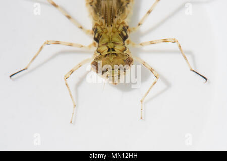 Dragonfly Larven gefunden Schwimmen im Wasser, Cairns, Far North Queensland, FNQ, QLD, Australien Stockfoto