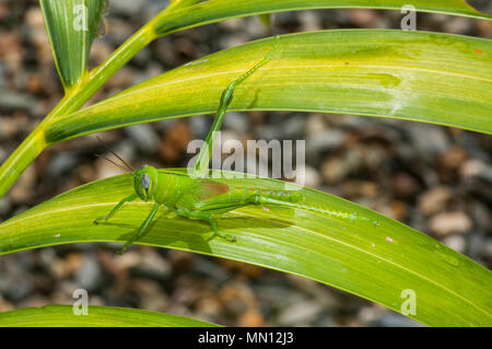 Nymphe Riese Grasshopper (Valanga irregularis) Ernährung auf Laub, Far North Queensland, FNQ, QLD, Australien Stockfoto