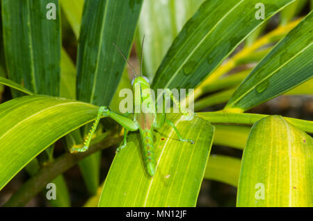 Nymphe Riese Grasshopper (Valanga irregularis) Ernährung auf Laub, Far North Queensland, FNQ, QLD, Australien Stockfoto