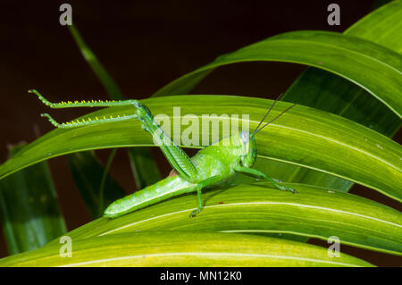 Nymphe Riese Grasshopper (Valanga irregularis) Ernährung auf Laub, Far North Queensland, FNQ, QLD, Australien Stockfoto