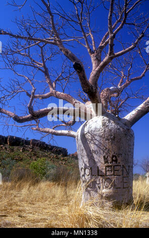 Boab Tree (adansonia) Die Kimberleys, Western Australia Stockfoto