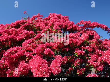 ROT KLETTERNDER BLUMENSTRAUCH BOUGAINVILLEA GLABRA VOR TIEFBLAUEM HIMMEL, NEW SOUTH WALES, AUSTRALIEN. Stockfoto