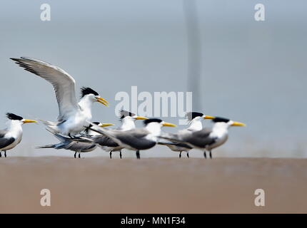 Fuzhou. 13. Mai, 2018. Great crested Seeschwalben sind auf einer Sandbank an der Mündung der Minjiang Fluss im Südosten der chinesischen Provinz Fujian, 13. Mai 2018 gesehen. Credit: Mei Yongcun/Xinhua/Alamy leben Nachrichten Stockfoto