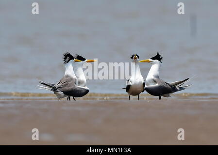 Fuzhou. 13. Mai, 2018. Great crested Seeschwalben sind auf einer Sandbank an der Mündung der Minjiang Fluss im Südosten der chinesischen Provinz Fujian, 13. Mai 2018 gesehen. Credit: Mei Yongcun/Xinhua/Alamy leben Nachrichten Stockfoto