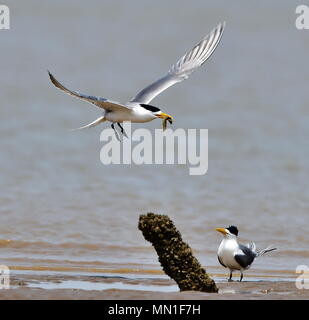 Fuzhou. 13. Mai, 2018. Great crested Seeschwalben sind auf einer Sandbank an der Mündung der Minjiang Fluss im Südosten der chinesischen Provinz Fujian, 13. Mai 2018 gesehen. Credit: Mei Yongcun/Xinhua/Alamy leben Nachrichten Stockfoto