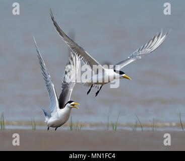 Fuzhou. 13. Mai, 2018. Great crested Seeschwalben sind auf einer Sandbank an der Mündung der Minjiang Fluss im Südosten der chinesischen Provinz Fujian, 13. Mai 2018 gesehen. Credit: Mei Yongcun/Xinhua/Alamy leben Nachrichten Stockfoto