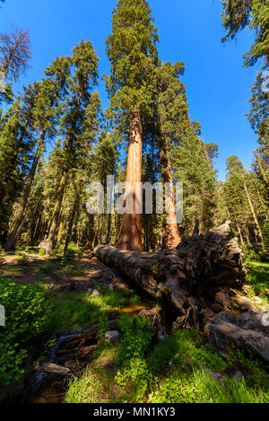 Die schöne Landschaft auf der großen Bäume Trail im Sequoia National Park, wo sind die größten Bäume der Welt, Kalifornien. USA. Stockfoto