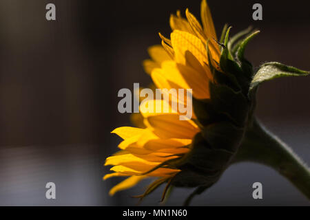 Nahaufnahme der einzelnen Sonnenblume, die sich zum Licht neigt Stockfoto