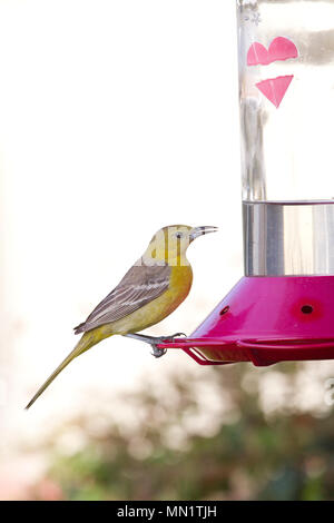 Hooded Oriole Weibchen auf Kolibrizufuhr Stockfoto