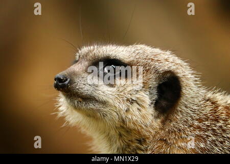 Close-up Portrait von Erdmännchen Stockfoto