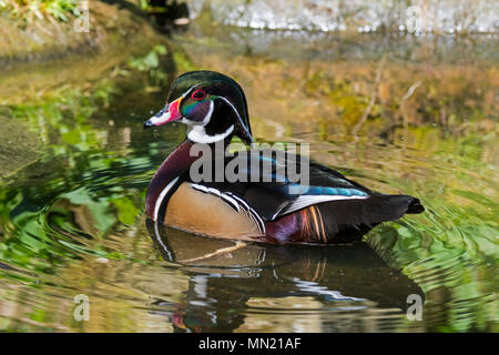 Holz Ente/Carolina duck (Aix sponsa/Anas sponsa) männliche Schwimmen im Teich, bunte hocken Ente in Nordamerika heimisch Stockfoto