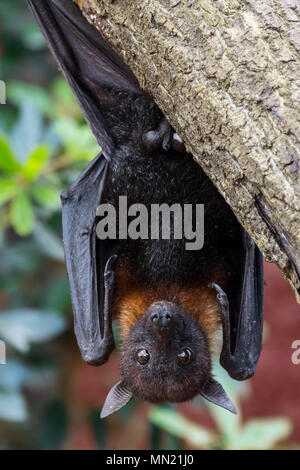 Lyle's Flying Fox (Pteropus lylei) Native, Kambodscha, Thailand und Vietnam, männliche hängt kopfüber von hinterpfoten im Baum Stockfoto