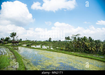 Die tegallalang Reisfelder Bali Stockfoto