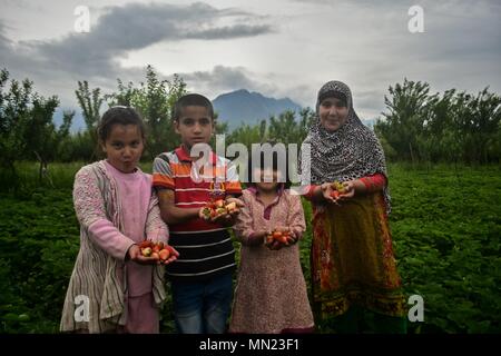 Kaschmir Kinder posieren für ein Foto auf einem erdbeerfeld am Stadtrand von Srinagar, Indien verwalteten Kaschmir. Die erste Cash crop von Kaschmir, die roten, saftigen und hohem Zuckergehalt Erdbeeren sind über den Markt durch die Mitte dieses Monats zu schlagen. Erdbeere ist die erste Frucht, die nach sechs Monaten der harten Winter in der Indischen verwalteten Kaschmir wachsen. Wie pro Abteilung Gartenbau, 86 Hektar Land ist unter der Anbau von Erdbeeren in J&K, die eine jährliche Produktion von 1290 Tonnen Obst. Stockfoto