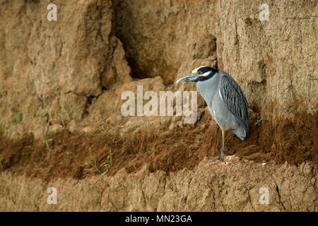 Gelb - gekrönte Nacht - Heron - Nyctanassa violacea, blau grauen Reiher aus der Neuen Welt frisches Wasser und Mangroven, Costa Rica Stockfoto