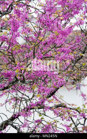 Cercis siliquastrum Blüte im Frühjahr. Judas Baum. Stockfoto