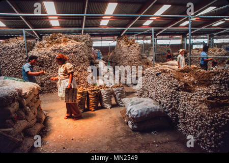 Managua, Nicaragua, Juni 1986. Orientalischer Markt, dem größten Markt in der Hauptstadt - Zwiebeln und Kartoffeln zu verkaufen. Stockfoto