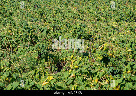 Zerstörten Weizen. Schäden vom Hurrikan crop. Ernteversicherung. Stockfoto