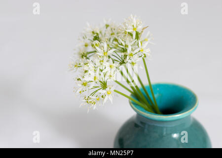 Ein sträußchen von Bärlauch Blumen (Bärlauch) in einem handgefertigte Keramik Vase. Stockfoto