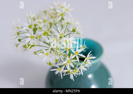 Ein sträußchen von Bärlauch Blumen (Bärlauch) in einem handgefertigte Keramik Vase. Stockfoto