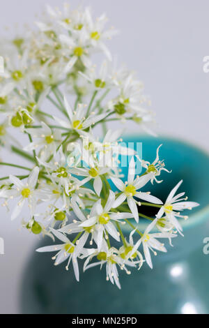 Ein sträußchen von Bärlauch Blumen (Bärlauch) in einem handgefertigte Keramik Vase. Stockfoto