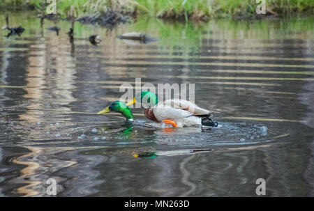 Stockenten in einem Teich Stockfoto