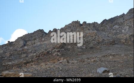 Eine Herde von Pyrenäen Gämsen (rupicapra Pirenaica) in den Posets massiv, Spanische Pyrenäen Stockfoto