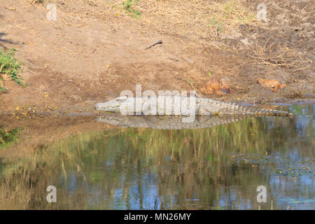 Krokodil in der Nähe von Kruger National Park, Südafrika. Safari und Tierwelt. Stockfoto