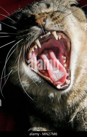 Inländische Tabby Katze mit Mund weit geöffnet, Gähnen Stockfoto