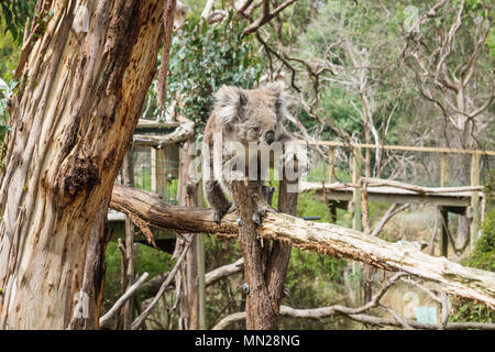 Klettern Koala auf hölzernen Pfosten in Eukalyptus Wald im Koala Conservation Centre in Cowes, Phillip Island, Victoria, Australien Stockfoto