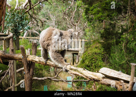 Koala auf hölzernen Pfosten in Eukalyptus Wald im Koala Conservation Centre in Cowes, Phillip Island, Victoria, Australien Stockfoto