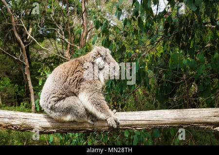 Profil von Koala sitzen auf hölzernen Pfosten in Eukalyptus Wald im Koala Conservation Centre in Cowes, Phillip Island, Victoria, Australien Stockfoto