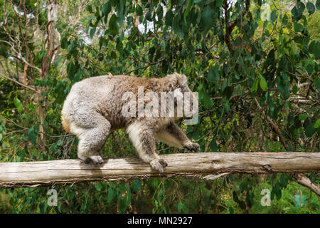 Zu Fuß Koala auf hölzernen Pfosten in Eukalyptus Wald im Koala Conservation Centre in Cowes, Phillip Island, Victoria, Australien Profil Stockfoto