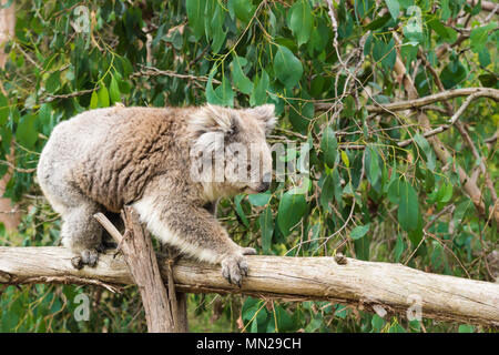 Koala auf hölzernen Pfosten in Eukalyptus Wald im Koala Conservation Centre in Cowes, Phillip Island, Victoria, Australien Stockfoto