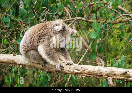 Koala klammert sich am auf hölzernen Pfosten in Eukalyptus Wald im Koala Conservation Centre in Cowes, Phillip Island, Victoria, Australien Stockfoto