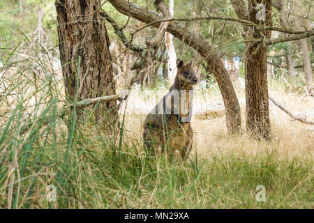 Wallaby unter den Bäumen im Grünland in Phillip Island, Victoria, Australien Stockfoto