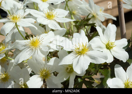 Clematis-Blüten Stockfoto